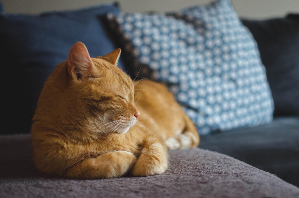 猫 室内飼い