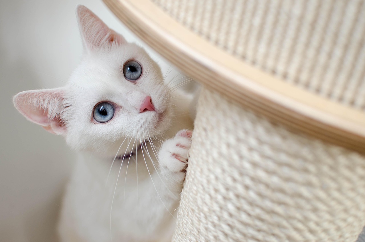 猫　爪とぎ